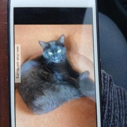 Photo 1/1 Cambouy Chat perdu à Blet