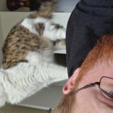 Photo de chat perdu à Eysines