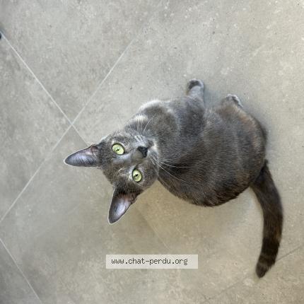 Photo 1/1 Myrtille Chat perdu à Pignan