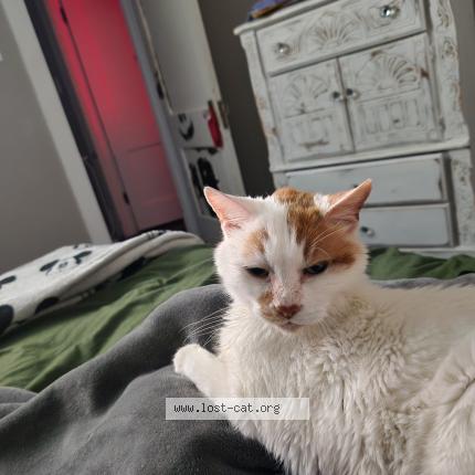 Photo 1/1 Chat trouvé Trouvé à St louis