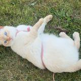 Photo de chat perdu à La Selle Craonnaise