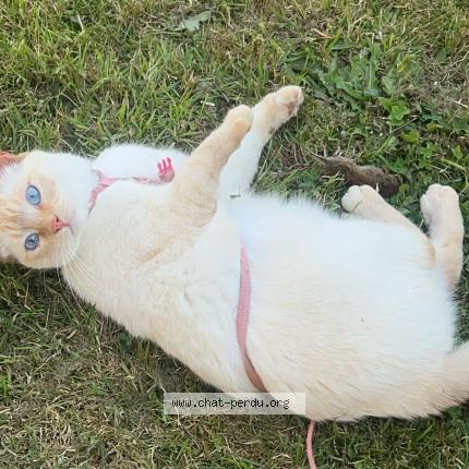 Photo 1/1 Nylha Chat perdu à La selle craonnaise