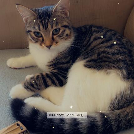 Photo 1/1 Caline Chat perdu à Dourdan