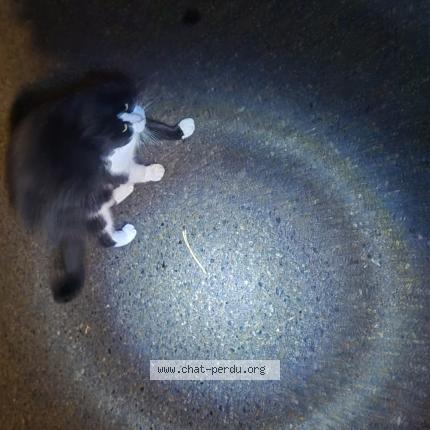 Photo 1/1 Chat retrouvé Trouvé à Abbeville