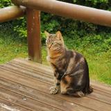 Photo de chat perdu à Juziers