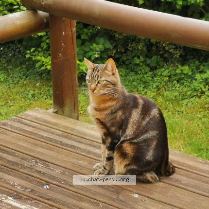 Photo de chat perdu à Juziers