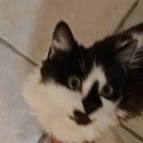 Photo de chat perdu à Aubiere