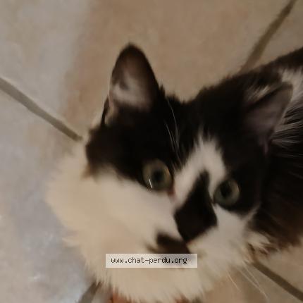 Photo 1/1 Canaille Chat perdu à Aubiere