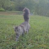 Photo de chat perdu à Verel Pragondran