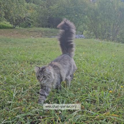 Photo 1/1 Uno Chat perdu à Verel pragondran