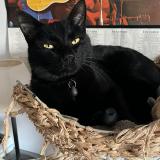 Photo de chat perdu à Auvers Sur Oise