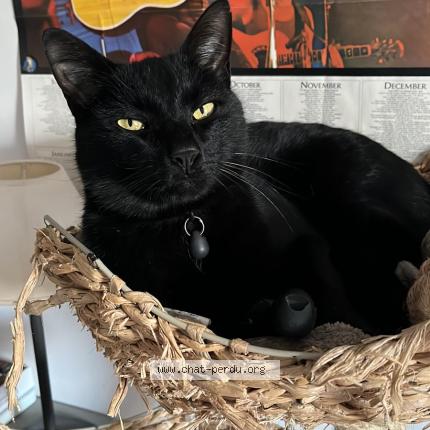 Photo 1/1 Pablo Chat perdu à Auvers sur oise