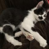 Photo de chat trouvé à Caen