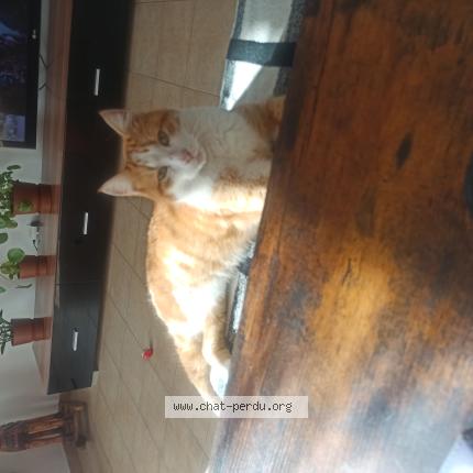 Photo 1/1 Chat trouvé Trouvé à Rochefort du gard