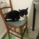 Photo de chat trouvé à Clermont Ferrand