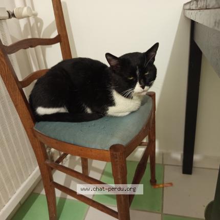 Photo 1/1 Chat trouvé Trouvé à Clermont ferrand