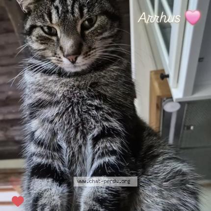 Photo 1/1 Arrhus Chat perdu à Casteau