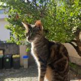 Photo de chat perdu à Franconville