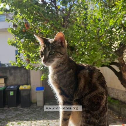 Photo 1/1 Chat retrouvé Perdu à Franconville