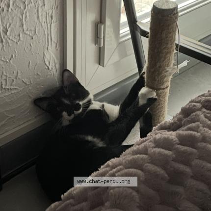 Photo 1/1 Tommy Chat perdu à Montpellier