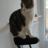 Photo de chat perdu à Grenoble