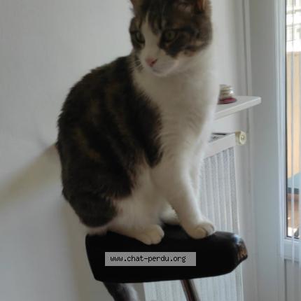 Photo 1/1 Chat retrouvé Perdu à Grenoble