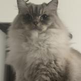 Photo de chat perdu à Villeurbanne