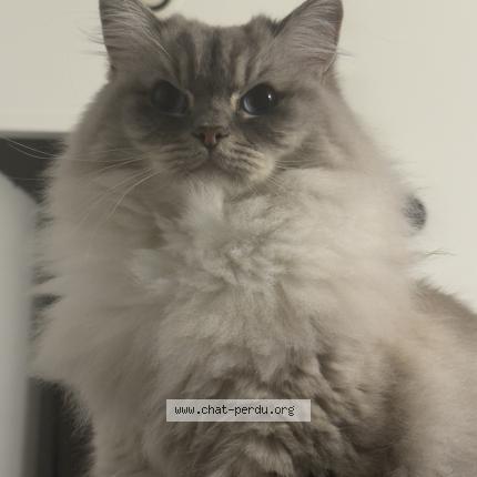 Photo 1/1 Chat retrouvé Perdu à Villeurbanne