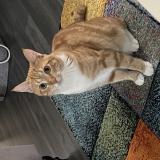 Photo de chat perdu à Rive De Gier