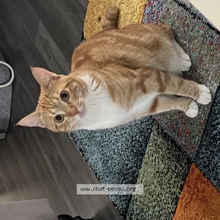 Photo 1/1 Chat retrouvé Perdu à Rive De Gier