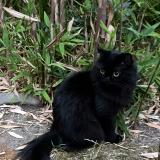 Photo de chat perdu à Paris