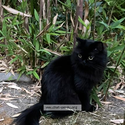 Photo 1/1 Chat retrouvé Perdu à Paris