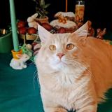 Photo de chat perdu à Marseille