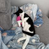 Photo de chat perdu à Saint Folquin