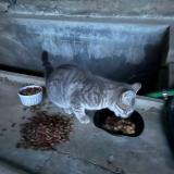 Photo de chat trouvé à Sainte Anastasie