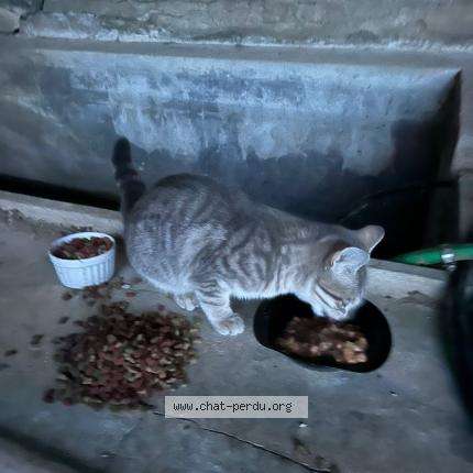 Photo 1/1 Chat trouvé Trouvé à Sainte anastasie