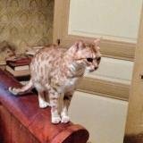 Photo de chat perdu à Briot