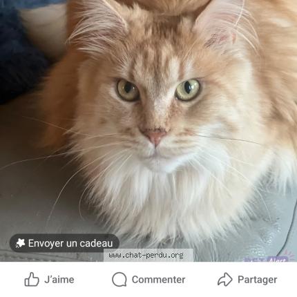 Photo 1/1 TOSCANE Chat perdu à Clarensac