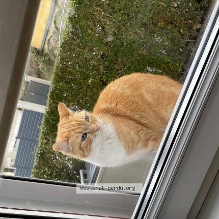 Photo 1/1 Chat trouvé Trouvé à Revin