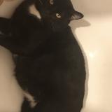 Photo de chat perdu à Saint Germain En Laye