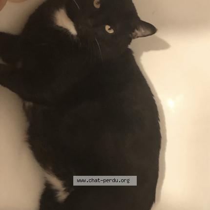 Photo 1/1 Or&eacute;o Chat perdu à Saint germain en laye