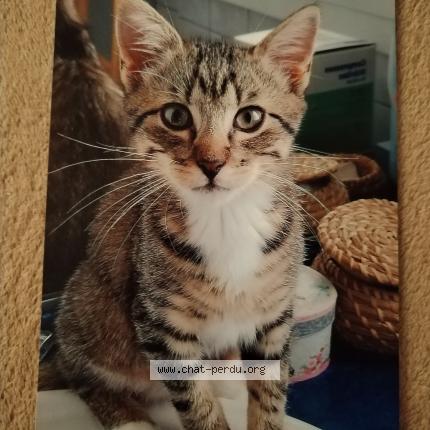 Photo 1/1 Achille Chat perdu à Brest