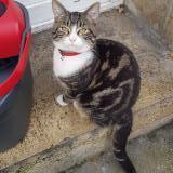 Photo de chat trouvé à Macquigny