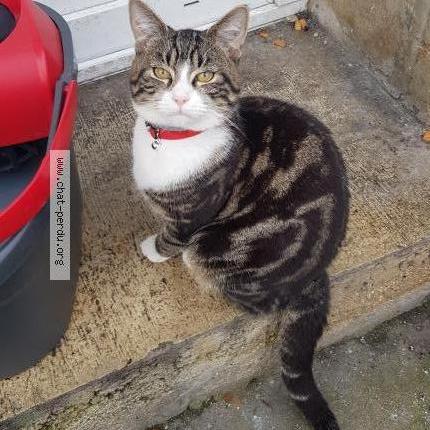 Photo 1/4 Chat trouvé Trouvé à Macquigny