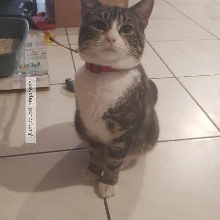 Photo 2/4 Chat trouvé Trouvé à Macquigny