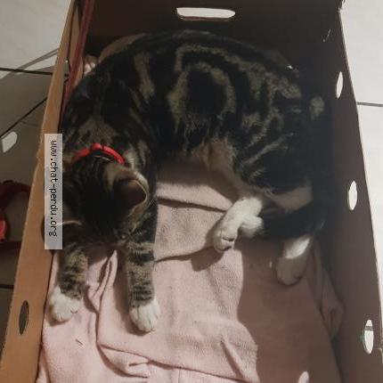 Photo 3/4 Chat trouvé Trouvé à Macquigny