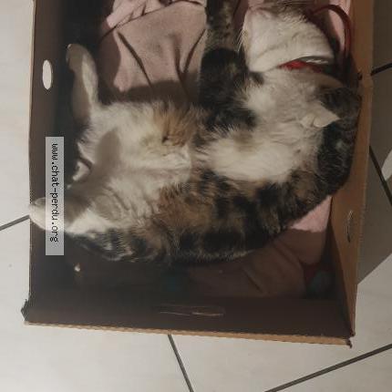 Photo 4/4 Chat trouvé Trouvé à Macquigny