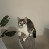 Photo de chat perdu à Saint Germain Les Arpajon