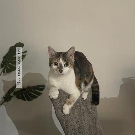 Photo 1/1 Chat retrouvé Perdu à Saint Germain Les Arpajon