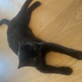 Photo de chat perdu à Dardilly